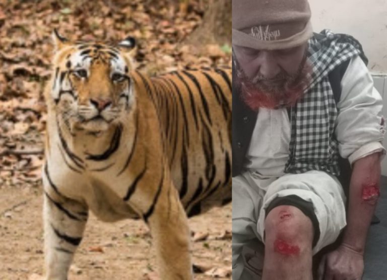 पूरनपुर मार्ग पर माधोटांडा( यू पी) की ओर से खटीमा लौट रहे ससुर दामाद पर बाघ ने किया हमला,घायलों को नागरिक अस्पताल में कराया भर्ती।