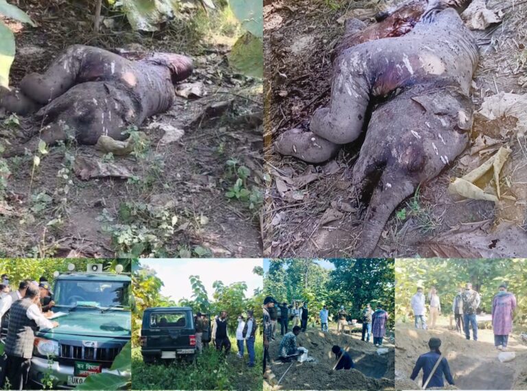 वन विभाग की घोर लापरवाही हुई उजागर — टाइगर के हमले में चार माह के हाथी शावक की मौत, शव एक सप्ताह पुराना, शव सड़ने के बाद ग्रामीणों से मिली खबर! सोता रहा वन महकमा।